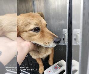 Fox Terrier (Toy)-Unknown Mix Dogs for adoption in San Antonio, TX, USA