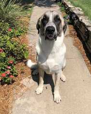 Anatolian Shepherd-Unknown Mix Dogs for adoption in White River Junction, VT, USA