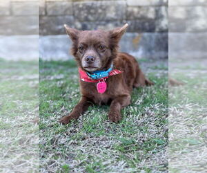Pomeranian-Unknown Mix Dogs for adoption in PIPE CREEK, TX, USA