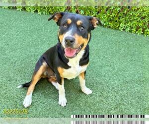 Rottweiler-Unknown Mix Dogs for adoption in West Palm Beach, FL, USA