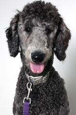 Poodle (Standard) Dogs for adoption in Eden Prairie, MN, USA