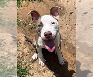 American Pit Bull Terrier Dogs for adoption in Augusta, GA, USA