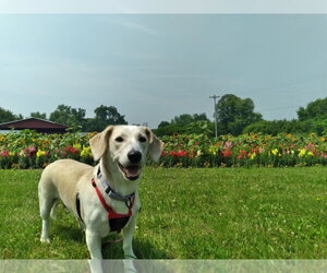Dachshund-Unknown Mix Dogs for adoption in Gloversville, NY, USA