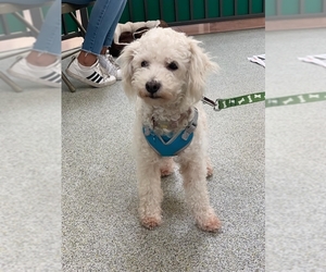 Poodle (Miniature) Dogs for adoption in San Martin, CA, USA