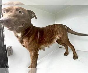 Mutt Dogs for adoption in Houston, TX, USA