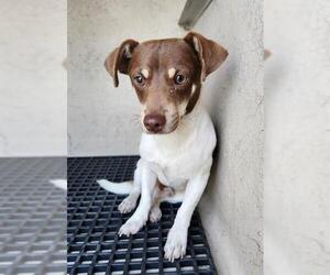 Chihuahua Dogs for adoption in San Antonio, TX, USA