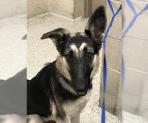 German Shepherd Dog-Unknown Mix Dogs for adoption in Conroe, TX, USA