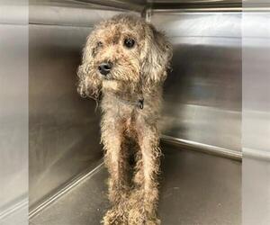 Poodle (Miniature) Dogs for adoption in Houston, TX, USA