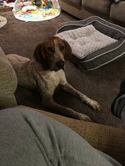English Coonhound Dogs for adoption in Davenport, IA, USA