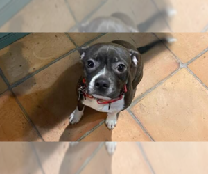 Boglen Terrier Dogs for adoption in Caldwell, NJ, USA