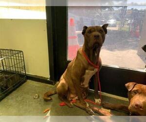 Chinese Shar-Pei Dogs for adoption in Tulsa, OK, USA