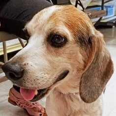 Beagle Dogs for adoption in Palatine, IL, USA