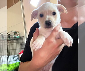 Chihuahua-Unknown Mix Dogs for adoption in Chico, CA, USA