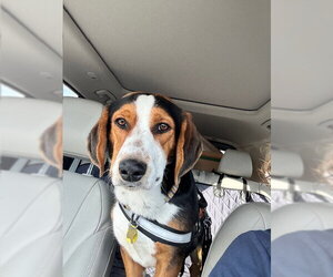 Australian Shepherd-Basset Hound Mix Dogs for adoption in Tucson, AZ, USA