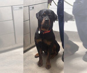 Rottweiler Dogs for adoption in Forestville, MD, USA