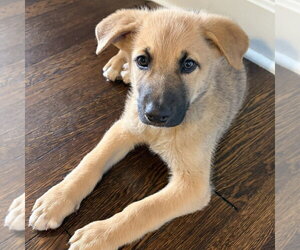 Shepradors Dogs for adoption in Minneapolis, MN, USA
