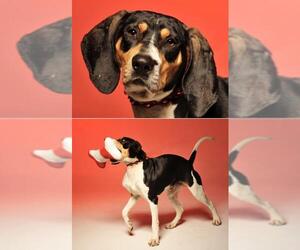 Treeing Walker Coonhound Dogs for adoption in Crossville, TN, USA