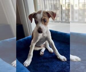 Mutt Dogs for adoption in San Antonio, TX, USA