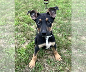 Mutt Dogs for adoption in Sterling, MA, USA