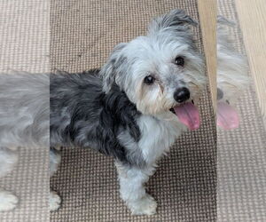 Mutt Dogs for adoption in Greensboro, NC, USA