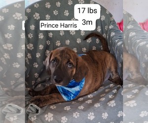 Labrador Retriever-Unknown Mix Dogs for adoption in Cliffwood, NJ, USA