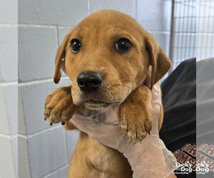 Labrador Retriever-Unknown Mix Dogs for adoption in Washington, DC, USA