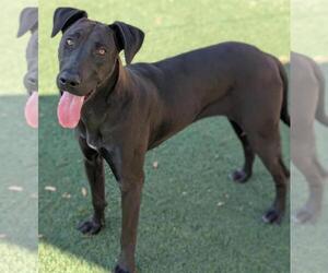 Labrador Retriever-Unknown Mix Dogs for adoption in Rockwall, TX, USA