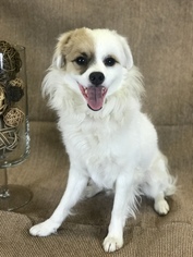 Cavapom Dogs for adoption in Redding CA, CA, USA