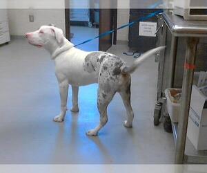 American Bulldog-Unknown Mix Dogs for adoption in Fayetteville, NC, USA