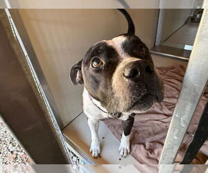 American Pit Bull Terrier Dogs for adoption in Ocala, FL, USA