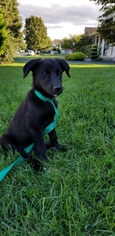 Medium Photo #1 Labrador Retriever-Unknown Mix Puppy For Sale in Lewistown, PA, USA