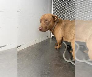 American Pit Bull Terrier Dogs for adoption in Bakersfield, CA, USA