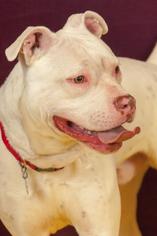 American Staffordshire Terrier Dogs for adoption in Johnson City, TN, USA
