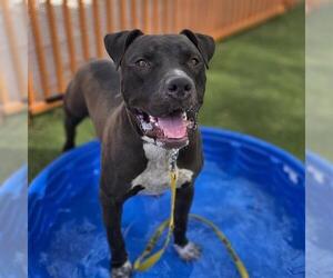 Mutt Dogs for adoption in Las Vegas, NV, USA
