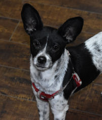 Rat Terrier-Unknown Mix Dogs for adoption in Prosser, WA, USA