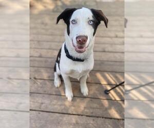 Border-Aussie Dogs for adoption in Belleuve, NE, USA