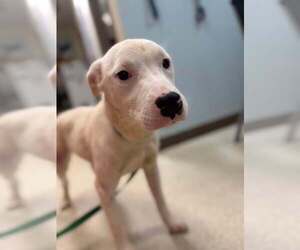 American Pit Bull Terrier-Unknown Mix Dogs for adoption in New York, NY, USA