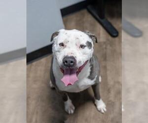 American Pit Bull Terrier-Unknown Mix Dogs for adoption in Aurora, IL, USA