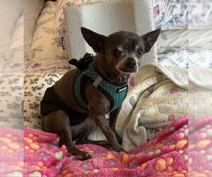 Chihuahua-Unknown Mix Dogs for adoption in Aurora, CO, USA