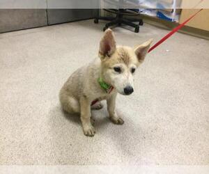 Siberian Husky-Unknown Mix Dogs for adoption in Riverside, CA, USA