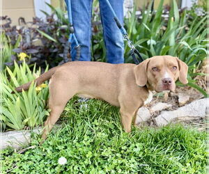 American Bulldog-Beagle Mix Dogs for adoption in Williamsburg, IA, USA
