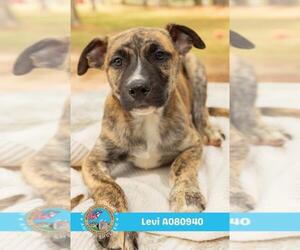 Black Mouth Cur-Unknown Mix Dogs for adoption in Mobile, AL, USA