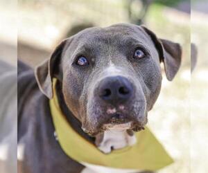 American Staffordshire Terrier-Unknown Mix Dogs for adoption in San Antonio, TX, USA