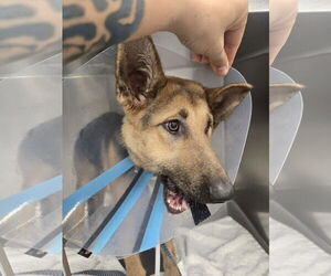 German Shepherd Dog Dogs for adoption in New Orleans, LA, USA