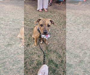 Medium Photo #1 Mutt Puppy For Sale in Fort Collins, CO, USA