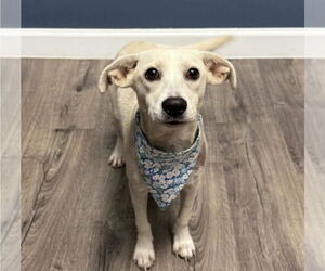 Chihuahua-Labrador Retriever Mix Dogs for adoption in Lakewood, CO, USA