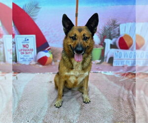 German Shepherd Dog-Unknown Mix Dogs for adoption in Long Beach, CA, USA