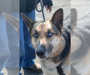 German Shepherd Dog Dogs for adoption in Lodi, CA, USA