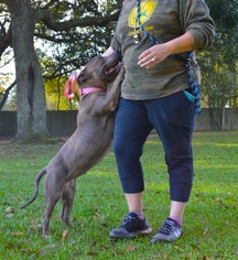 Staffordshire Bull Terrier Dogs for adoption in Lafayette, LA, USA