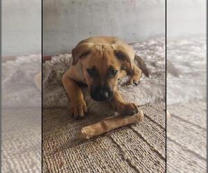 German Shepherd Dog-Unknown Mix Dogs for adoption in Santa Barbara, CA, USA